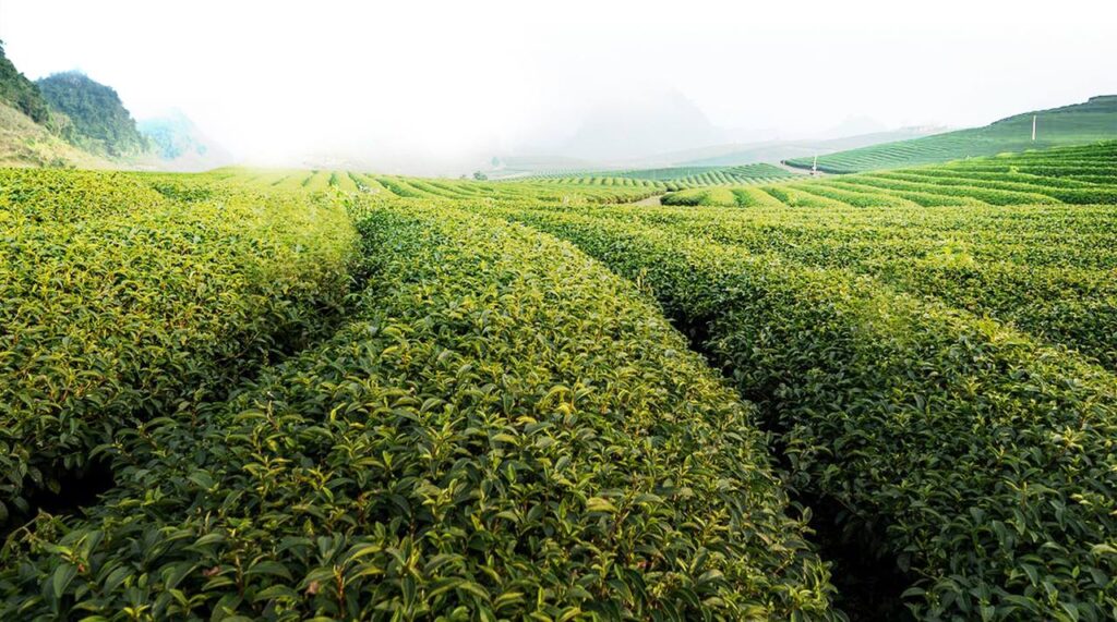 آیا بین نوشیدن چای طبیعی با کاهش وزن ارتباطی وجود دارد؟