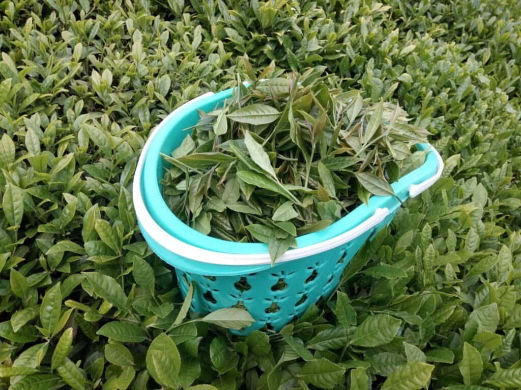 20 دانستنی راجع به چای سبز