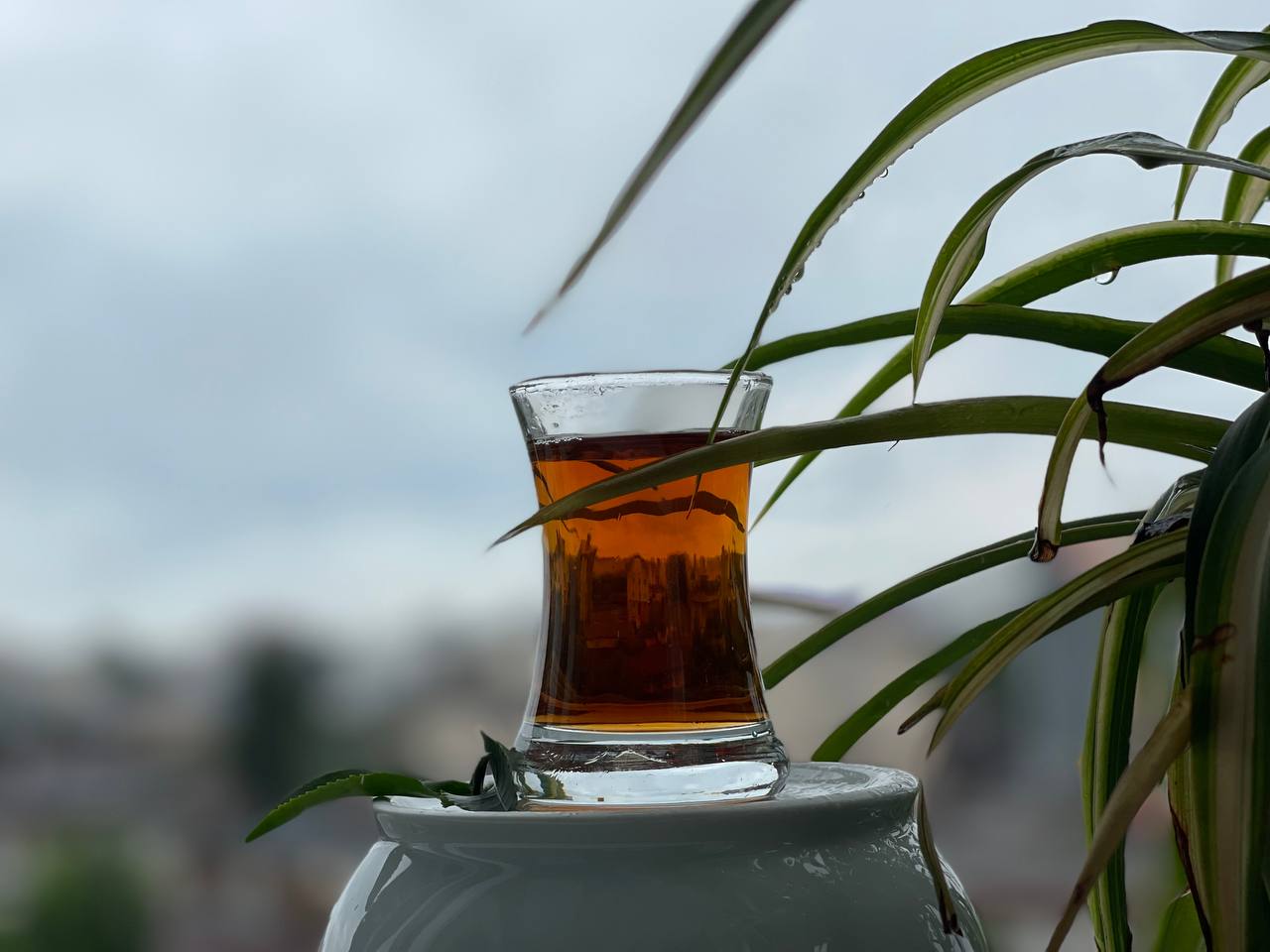 بهترین انواع چای سبز