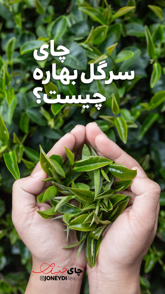 انواع چای در جهان