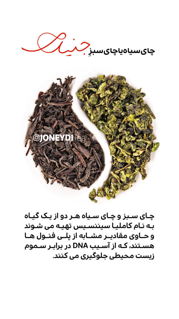 20 دانستنی راجع به چای سبز