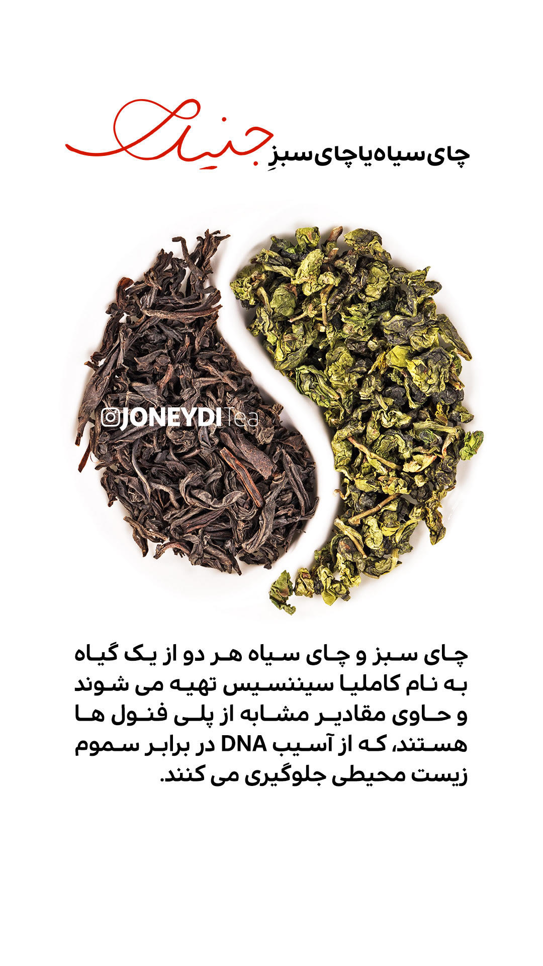 20 دانستنی راجع به چای سبز